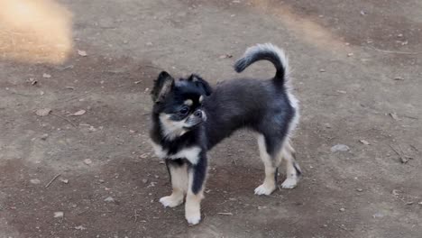 a small dog playing and turning around.