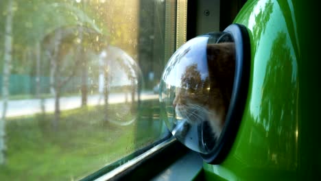 cat sits in pet bag and looks at cars outside train window