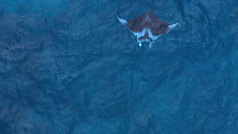 Aerial-drone-rises-above-manta-ray-flapping-wings-and-swimming-in-beautiful-blue-ocean-water