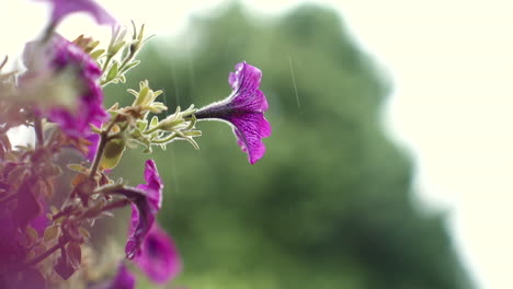 Petunias-Moradas-Bajo-La-Lluvia,-En-Cámara-Súper-Lenta