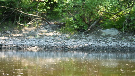 Schwarm-Von-Insekten-über-Fließendem-Braunem-Wasser,-Krankheitsrisiko-Durch-Mücken-Szene