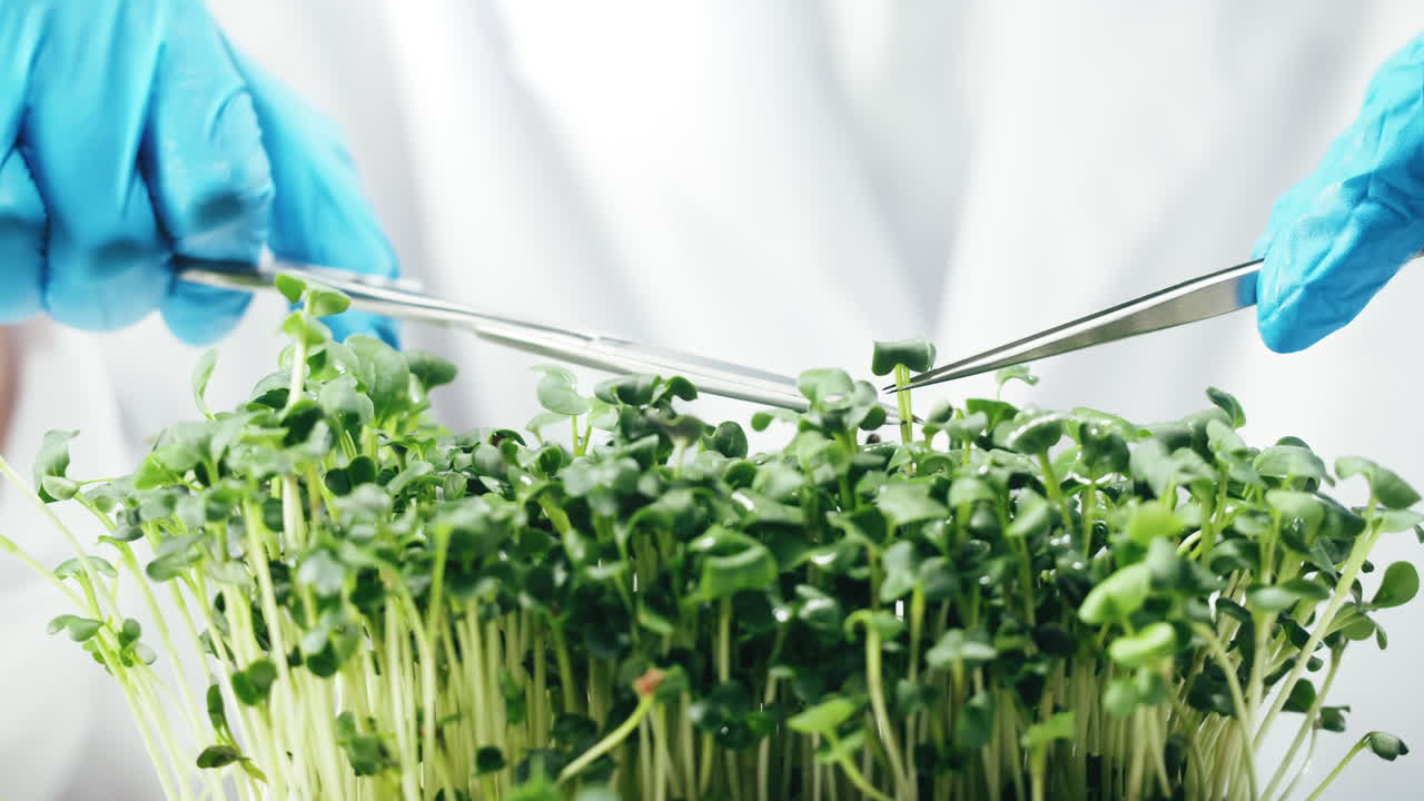 Examining Microgreens in a Lab