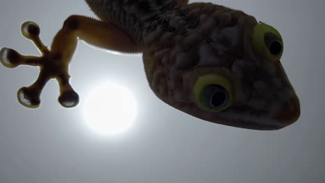 gecko viewed from below against bright light