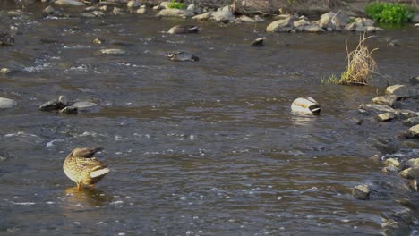 Grupo-De-Patos-Descansando-En-El-Río-En-Corea-Del-Sur