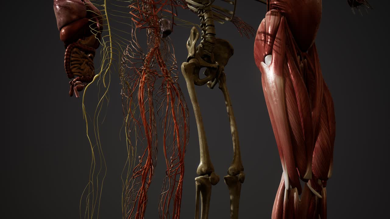 ilustración animada de la anatomía humana en 3d