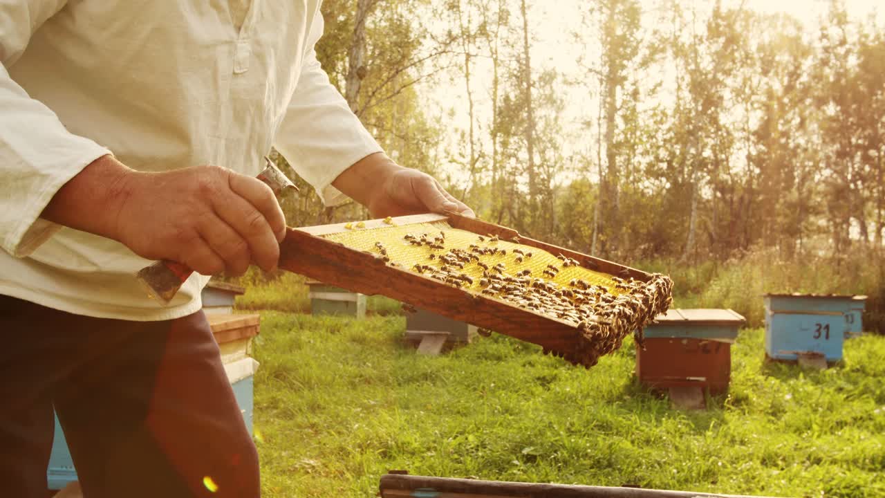 Beekeeper inspecting honeycomb