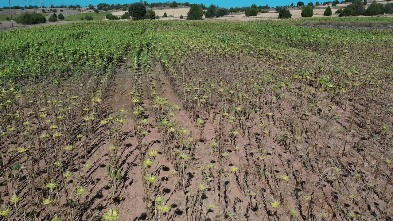 un vuelo en una mañana de verano sobre un campo de girasoles verdes con nuestras cabezas bajadas vemos la tierra marrón y un fondo de granjas secas con árboles esparcidos y un cielo azul en segovia españa