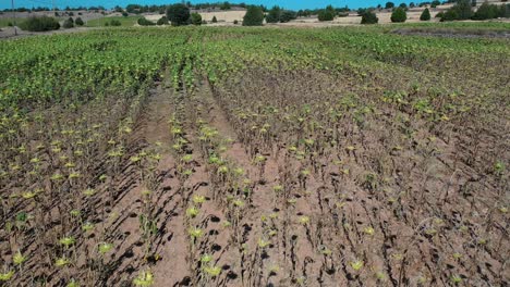 Flug-An-Einem-Sommermorgen-über-Ein-Feld-Mit-Grünen-Sonnenblumen-Mit-Gesenktem-Kopf-Sehen-Wir-Die-Braune-Erde-Und-Einen-Hintergrund-Aus-Trockenen-Farmen-Mit-Vereinzelten-Bäumen-Und-Einem-Blauen-Himmel-In-Segovia,-Spanien