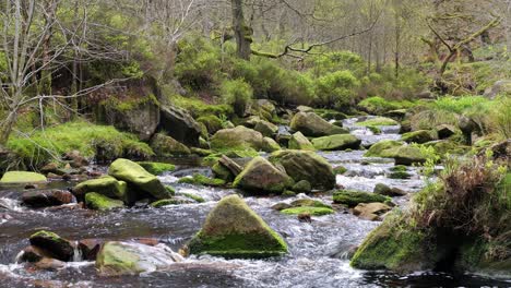 Slow-moving-forest-stream-waterfall,-nature's-serenity-scene-with-tranquil-pool-below,-lush-greenery-and-moss-covered-stones,-sense-of-peacefulness-and-untouched-beauty-of-nature-in-forest-ecosystem