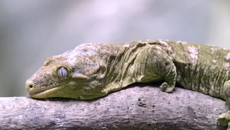 Skink-De-Las-Islas-Salomón-Arrastrándose-Sobre-La-Rama-De-Un-árbol-En-El-Desierto