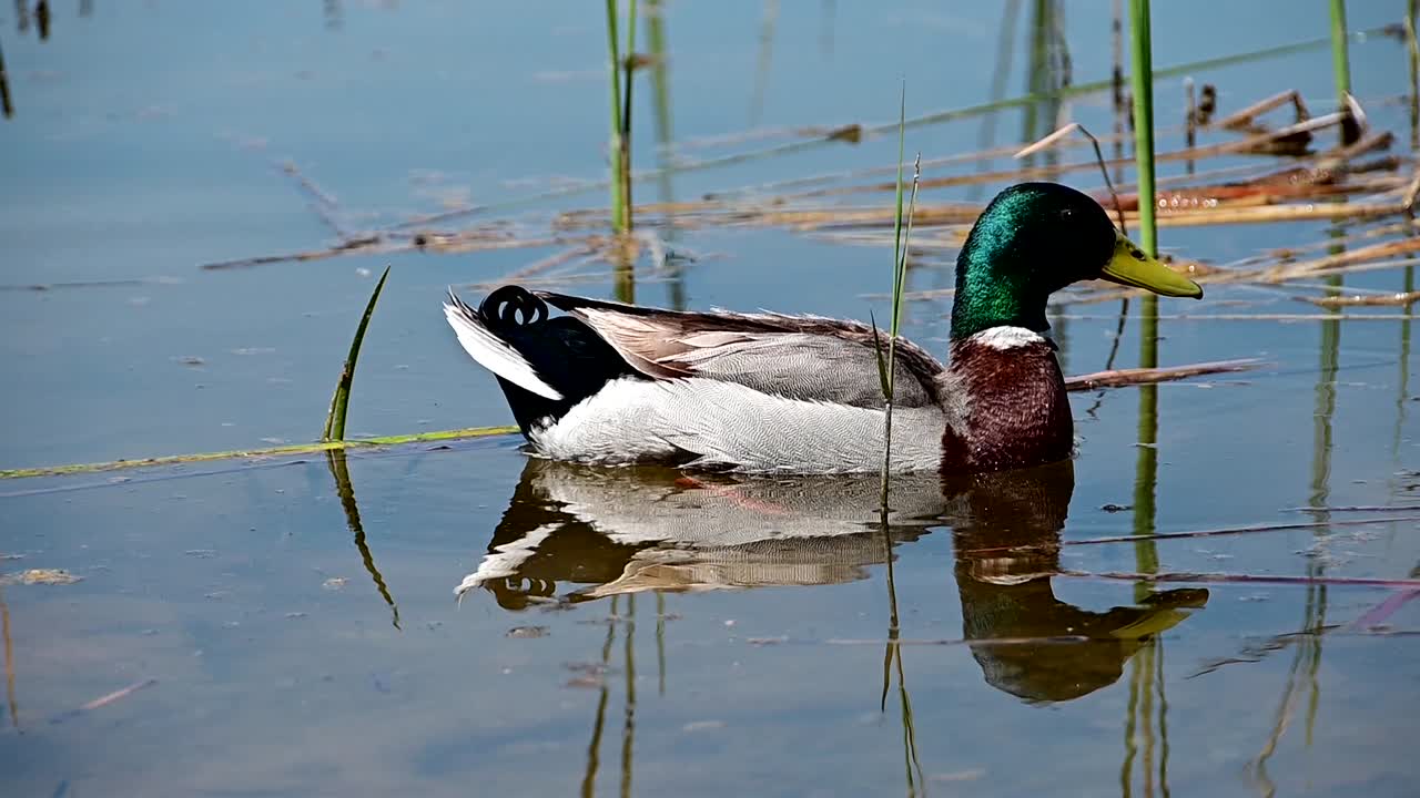 Un singolo germano reale vicino alla riva di un lago.