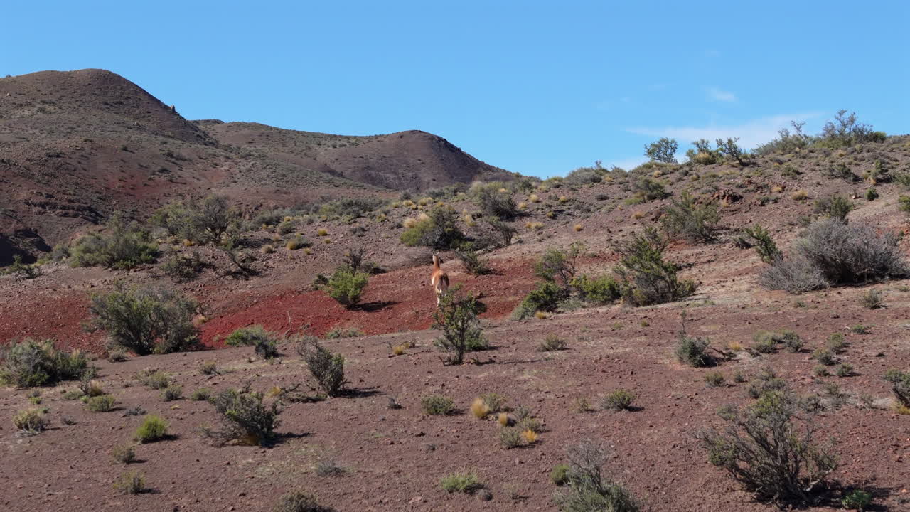 A lone guanaco racing across a vast rocky landscape in Chubut, Patagonia under a clear blue sky, aerial tracking follow