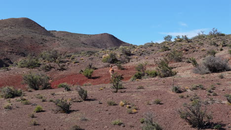 a lone guanaco racing across a vast rocky landscape in chubut, patagonia under a clear blue sky, aerial tracking follow