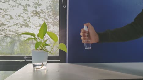 spraying nutrient on green leaves of money tree house plant encouraging growth slow motion