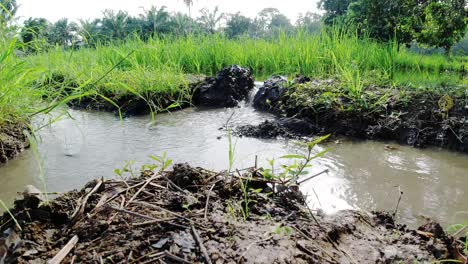 traditional-way-of-irrigation-on-paddy-field