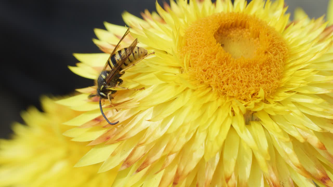 A European hornet feeds on pollen atop a vibrant yellow flower, captured in sharp macro detail with natural lighting and a shallow depth of field