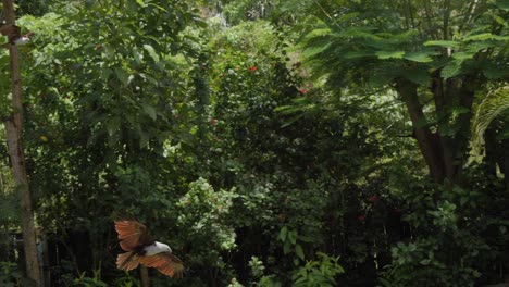 Brahminy-kite-bird-in-flight-with-backdrop-of-the-green-jungle--slow-motion-shot