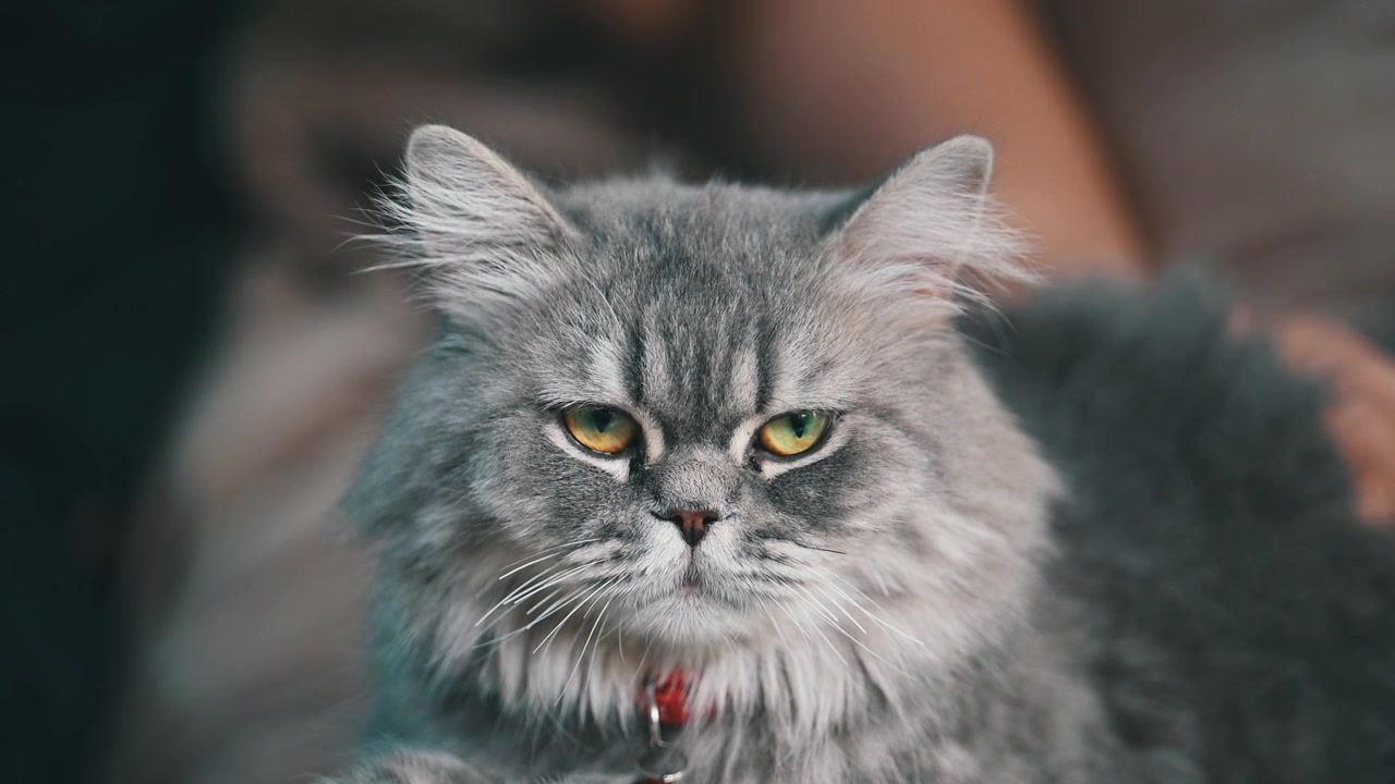 Un gatto persiano adulto si rilassa comodamente sul divano mentre viene accarezzato.
