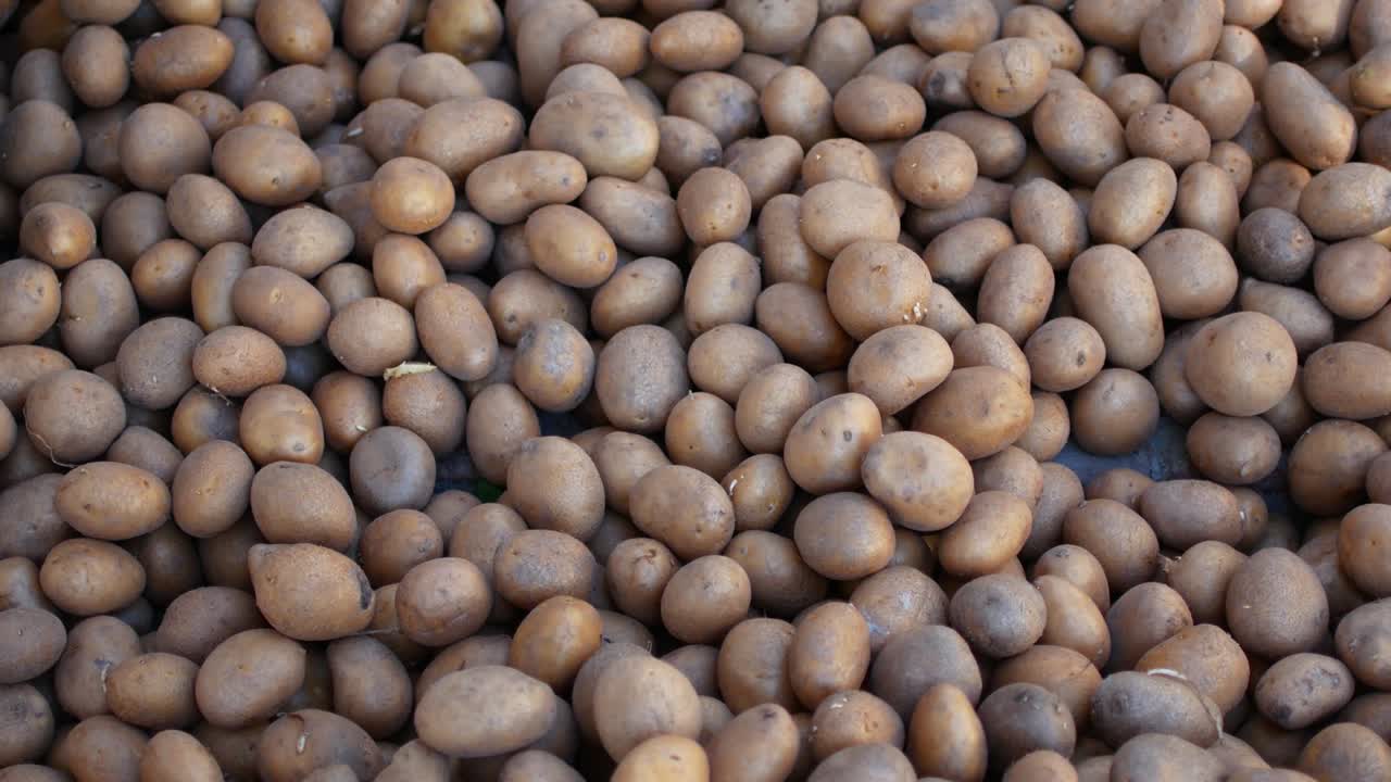 시골 감자는 땅에 부어집니다.