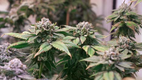 shot of a cannabis plants growing in a grow tent during flowering stage