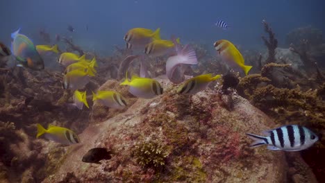 Gruppe-Von-Kaninchenfischen,-Papageienfischen-Und-Sergeant-Major-Fischen,-Die-In-Koh-Tao,-Thailand-Weiden