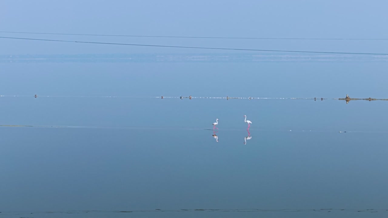 Flamingos stand in shallow water at Sambhar Salt Lake, a saline wetland in Rajasthan, India. Power lines cross the horizon showing envorontment, and distant birds dot the expansive blue water surface.