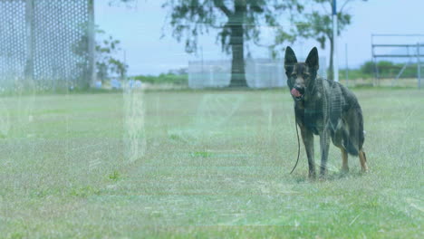 german shepherd standing on grassy field with trees in background, animation setting