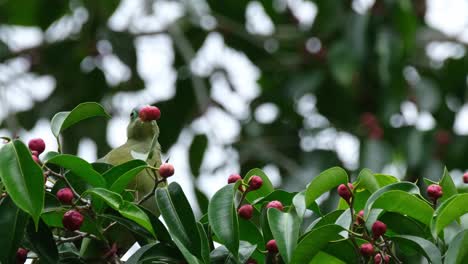 Beim-Kauen-Einer-Reifen-Frucht-Ist-Zu-Sehen,-Wie-Die-Kamera-Herauszoomt,-Dickschnabel-Grüntaube-Treron-Curvirostra,-Thailand