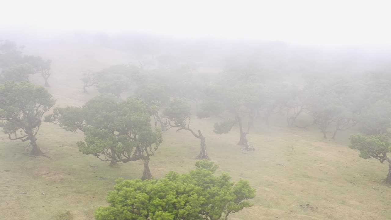 마데이라에서 숲 fanal의 조감도