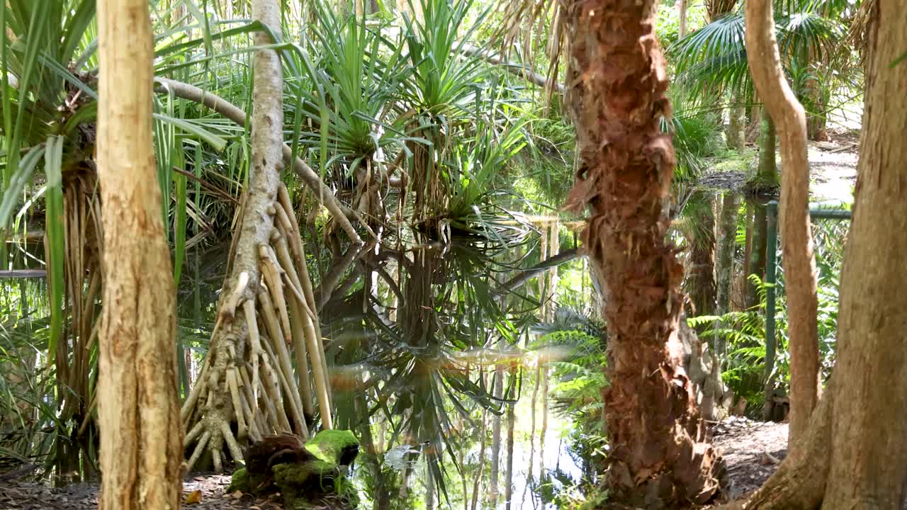 Staattinen puolikuva rehevästä trooppisesta puutarhalammikosta, joka heijastaa palmupuita ja mangrovejuuria.