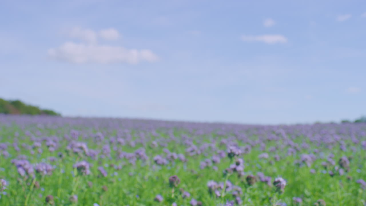 화창한 날에 탠시 파셀리아 초원, 포커스 풀, 지브