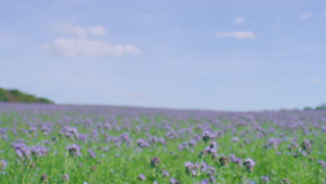 坦西·法塞莉亞 (tansy phacelia) 在陽光明<unk>的日子裡的草原,焦點拉,<unk>