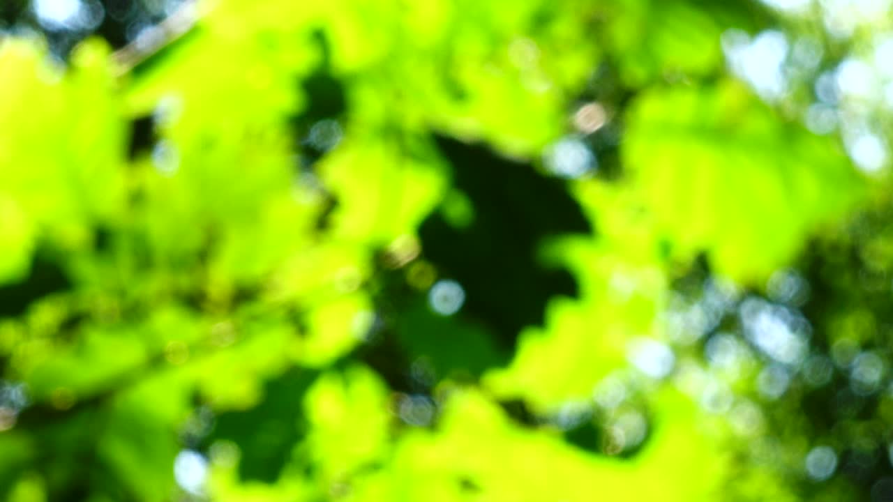 木々の葉から差し込む太陽の光。ピンボケ。