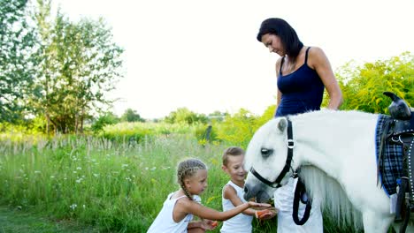 niños, un niño y una niña de siete años, alimentaron a un caballo blanco, dieron a comer zanahorias. alegres, felices vacaciones familiares. al aire libre, en verano, cerca del bosque