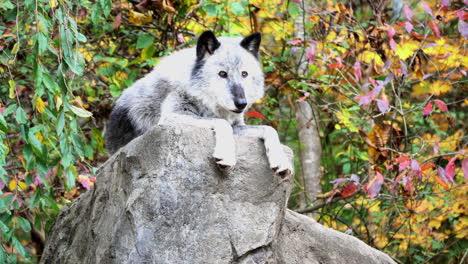 a northern rocky mountain gray wolf rests atop a boulder with his paws hanging over the edge of the rock