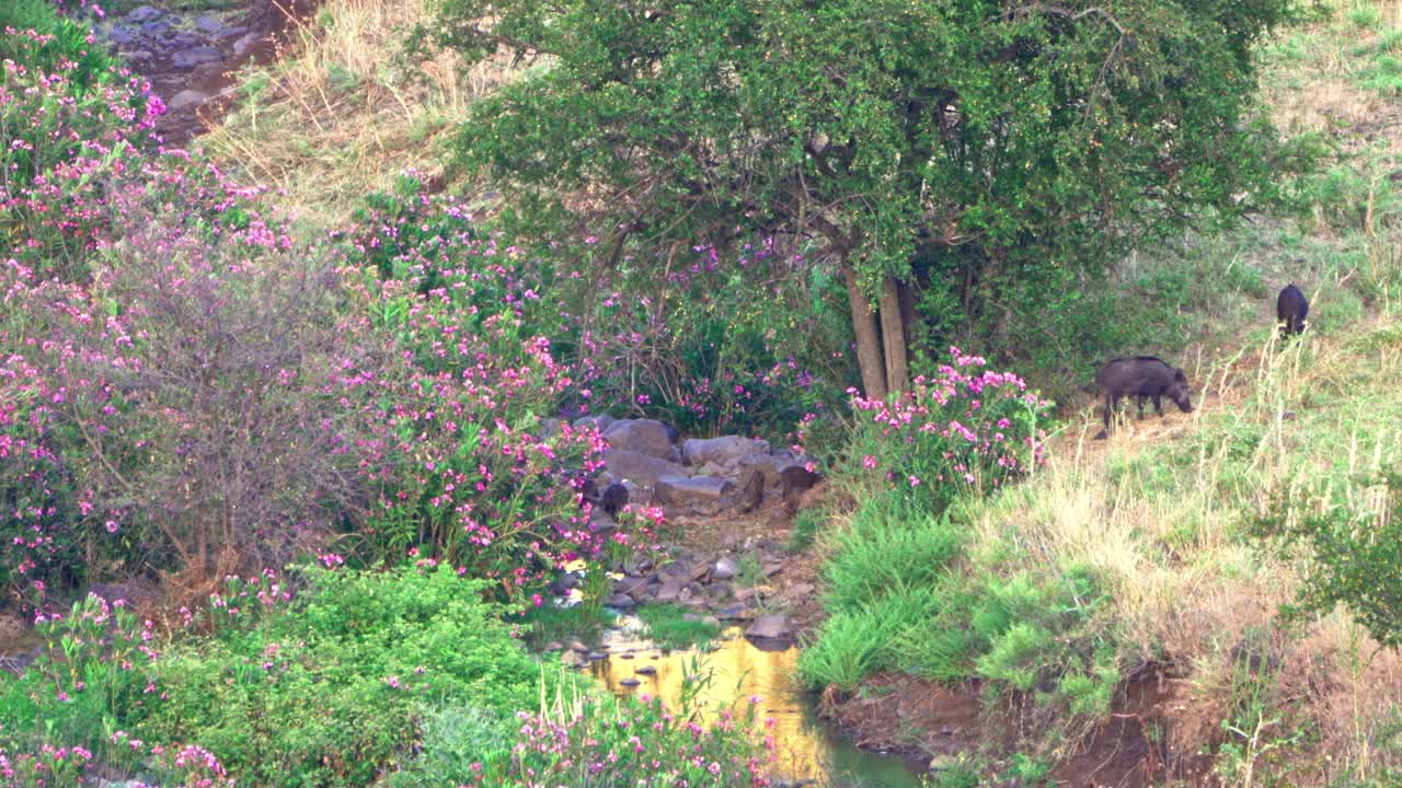 African landscape with warthogs, flowers, and a river