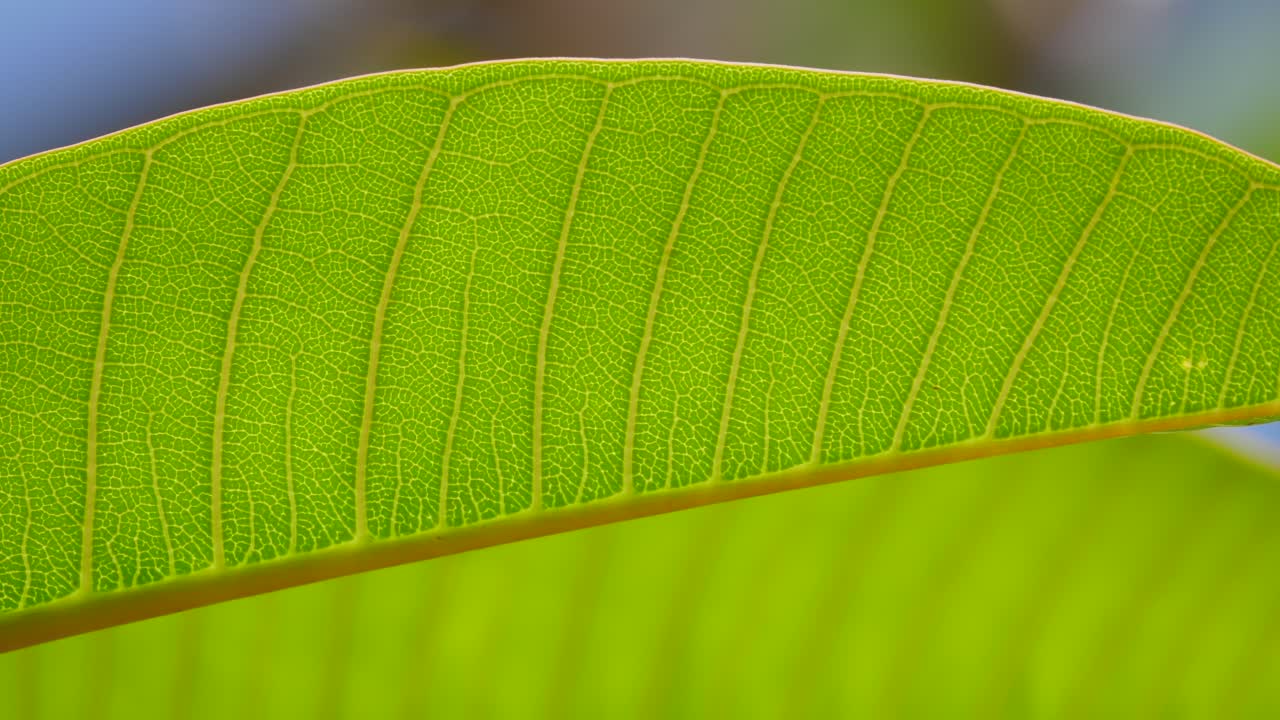 cerca de la hoja de frangipani