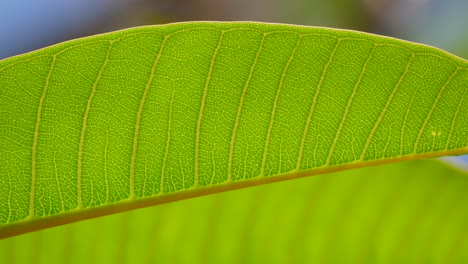 close up of frangipani leaf