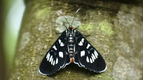 black butterfly perched on a branch in the wild forest