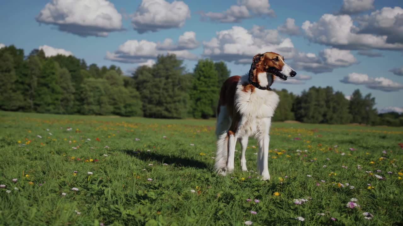 A playful dog runs through a vibrant meadow under a blue sky. Captured at eye level, this video