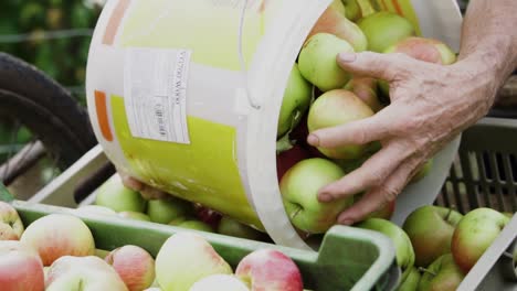 an old caucasian man carefully pouring picked apples into plastic cases for storage, slow motion