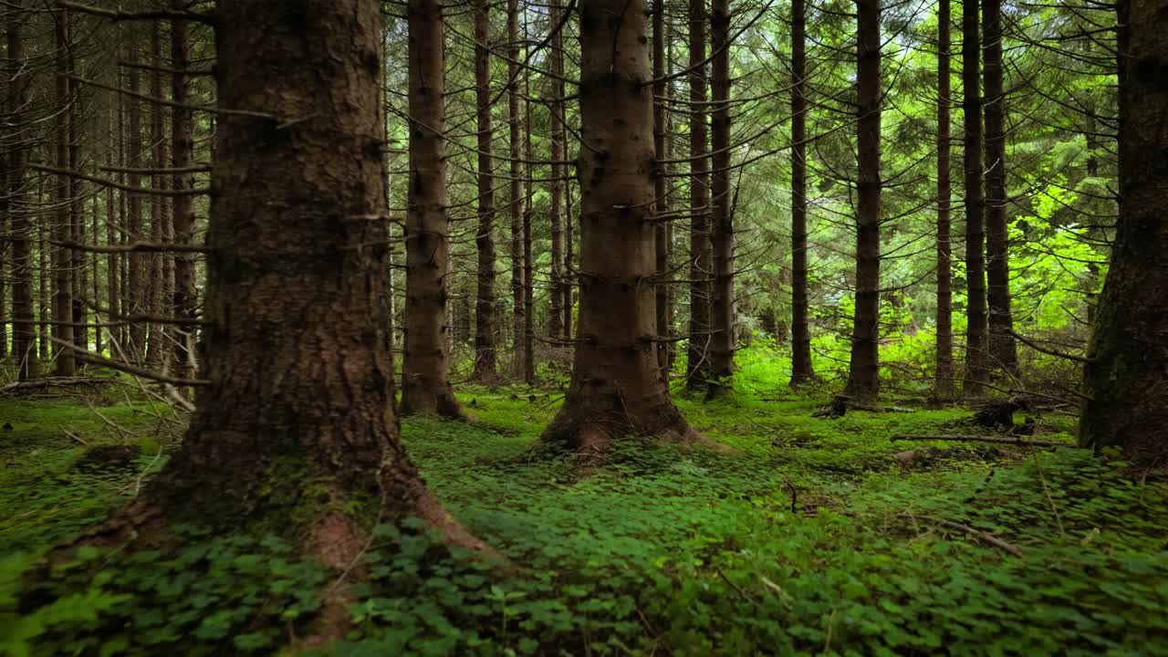 Foresta tranquilla con lussureggiante vegetazione e luce solare