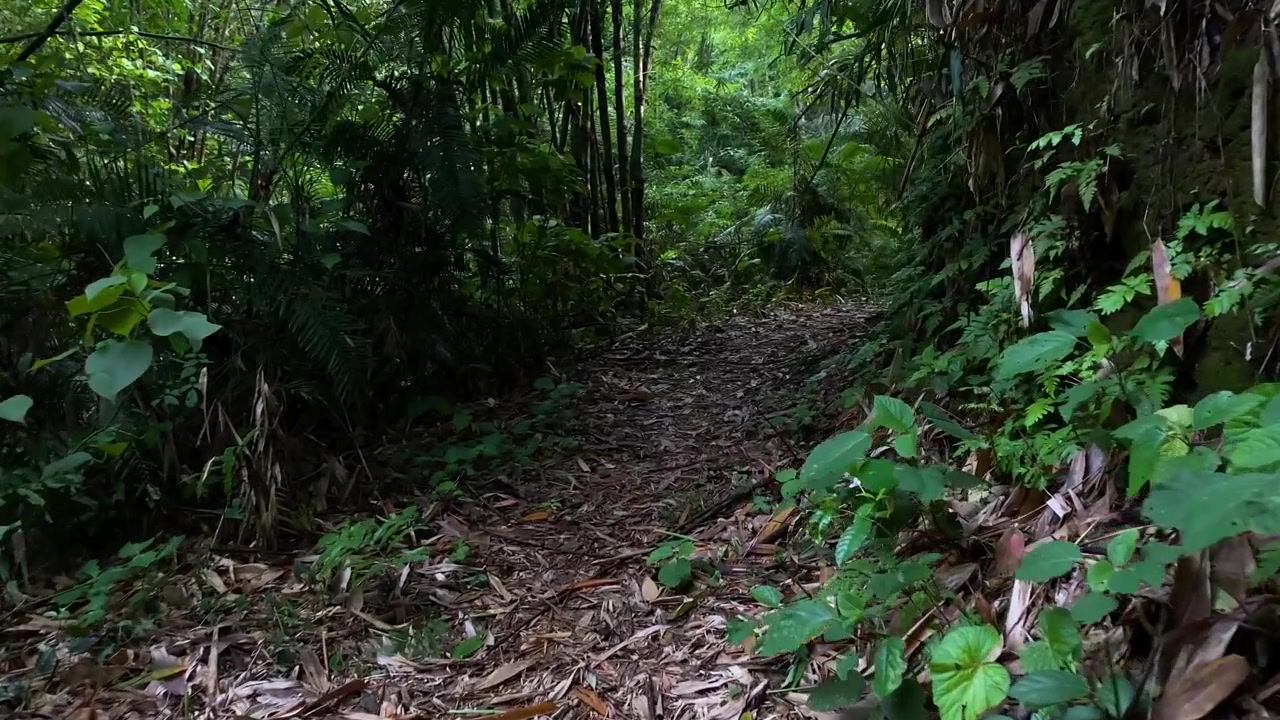 Sentiero forestale denso e inquietante che si snoda attraverso una lussureggiante giungla tropicale verde a Khadimnagar, Sylhet, Bangladesh.