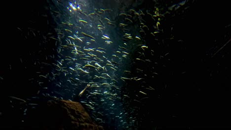 a school of fish swimming in an aquarium