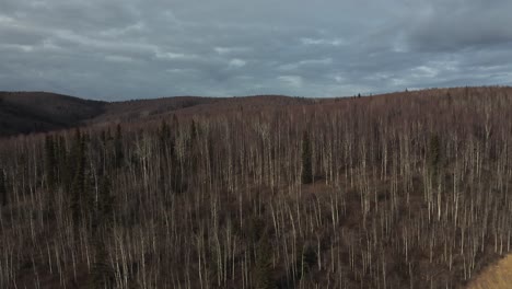 Aerial-view-tracks-tree-line-in-Alaskan-mountains