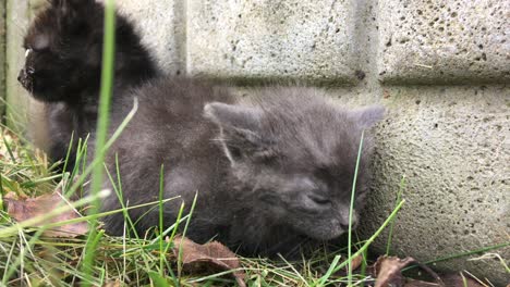 two small kittens in the grass near the fence