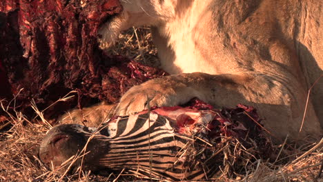 closeup of lioness feeding on zebra carcass with flies on it, zoom out