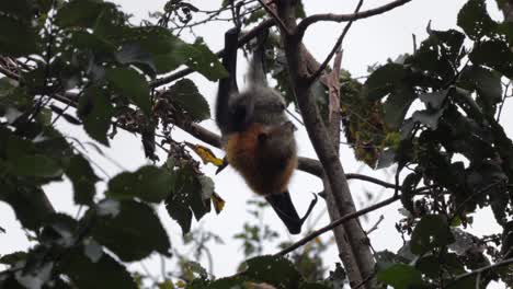 zorro volador murciélago de frutas colgando boca abajo de la rama de un árbol limpiándose y luego sube, cierra, día maffra, victoria, australia