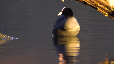 eurasian coot stretching and preening it self in shallow waters