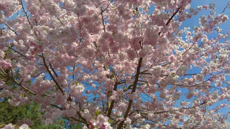 Una-Vista-De-ángulo-Bajo-De-Un-Hermoso-árbol-De-Ciruelo-De-Cerezo-Con-Flores-Rosas-En-Un-Jardín